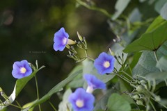 Ipomoea parasitica